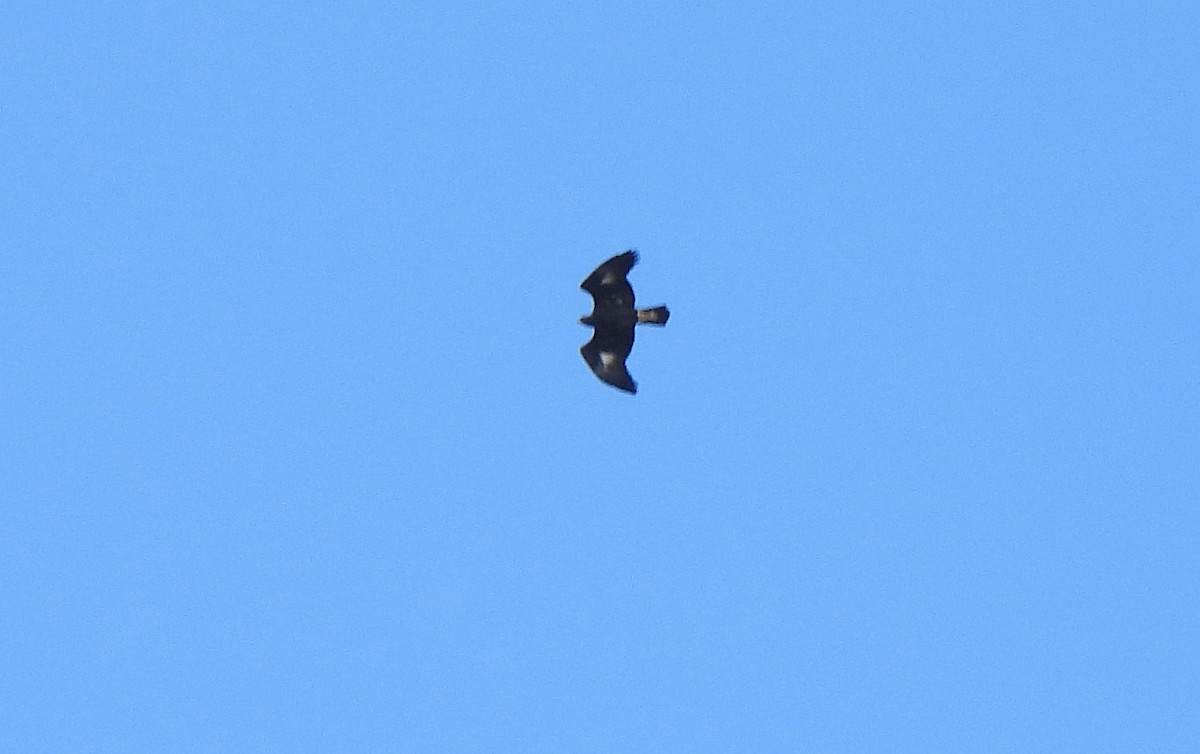Golden Eagle - ML643167018