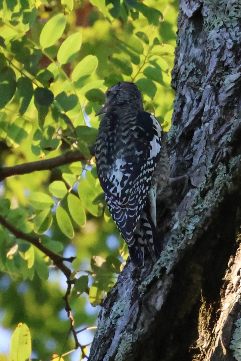 Yellow-bellied Sapsucker - ML643167026