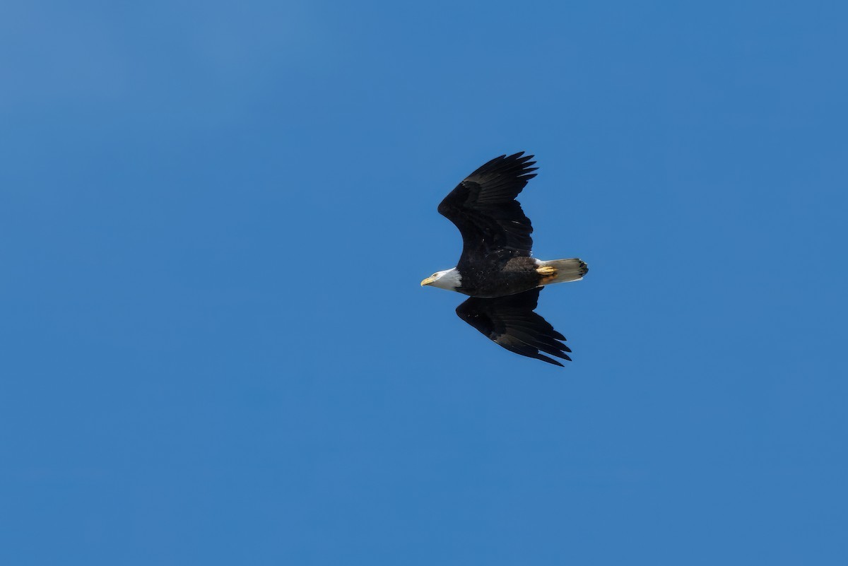 Bald Eagle - ML643167037