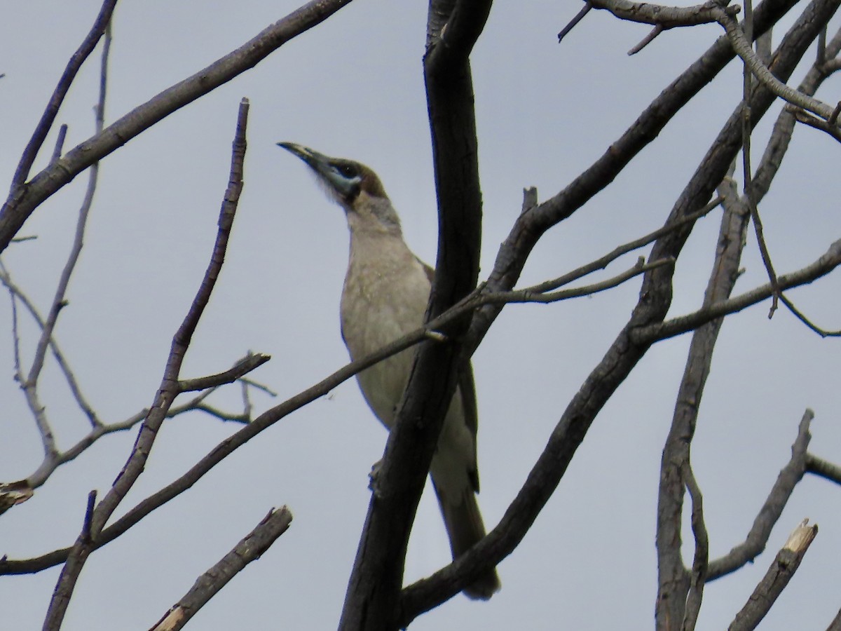 Little Friarbird - ML643167039