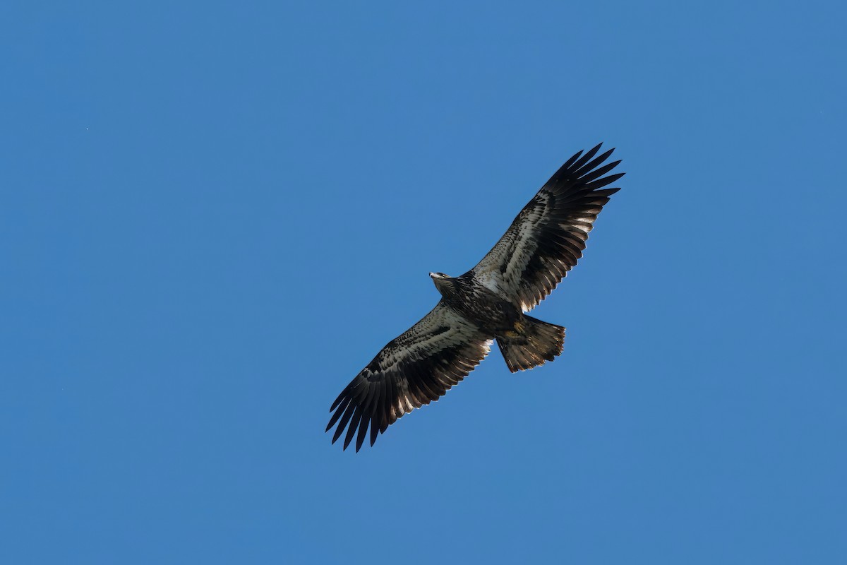 Bald Eagle - ML643167042