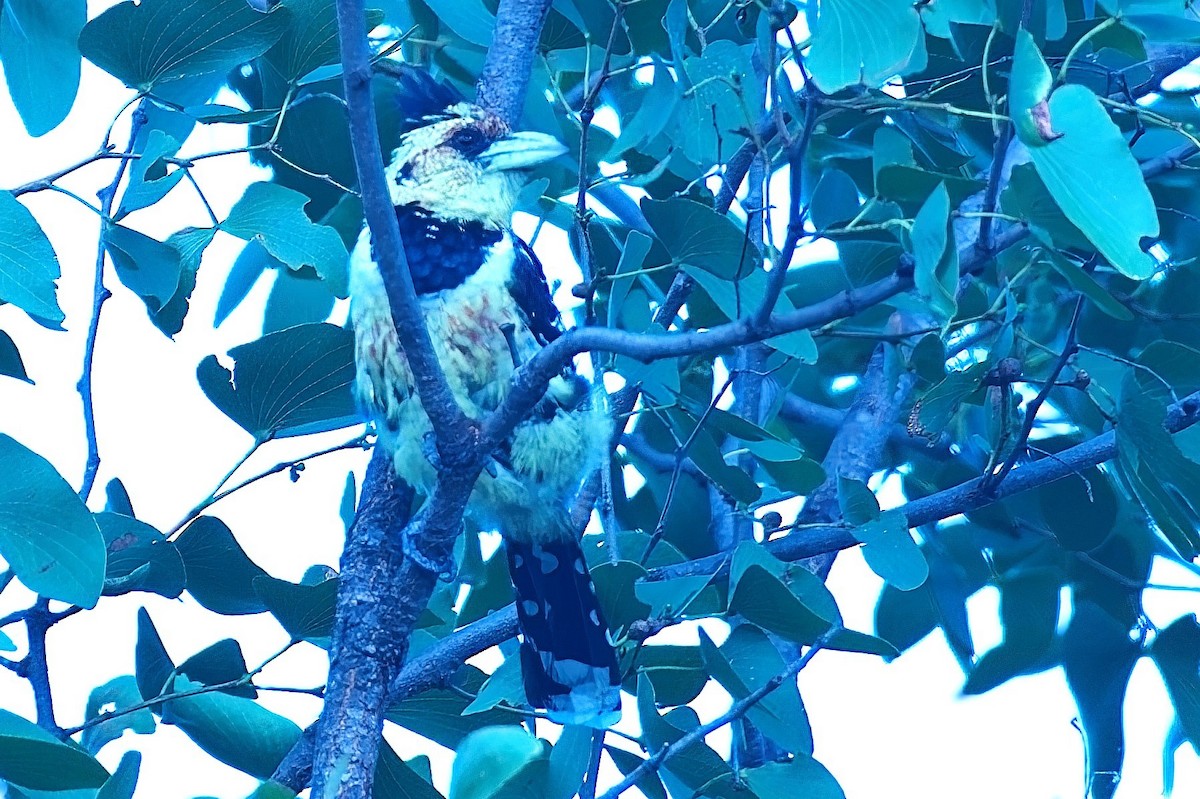 Crested Barbet - ML643167044