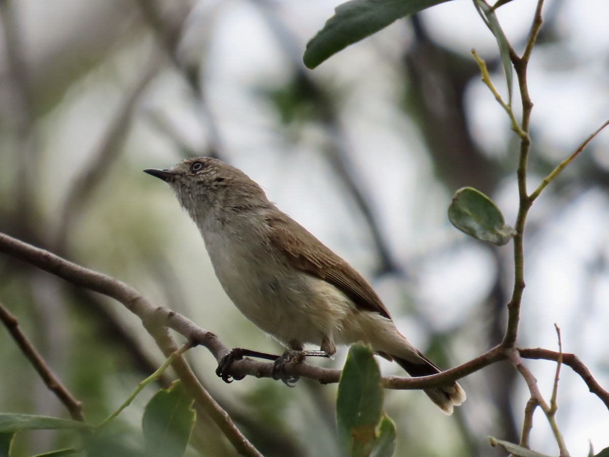 Chestnut-rumped Thornbill - ML643167055
