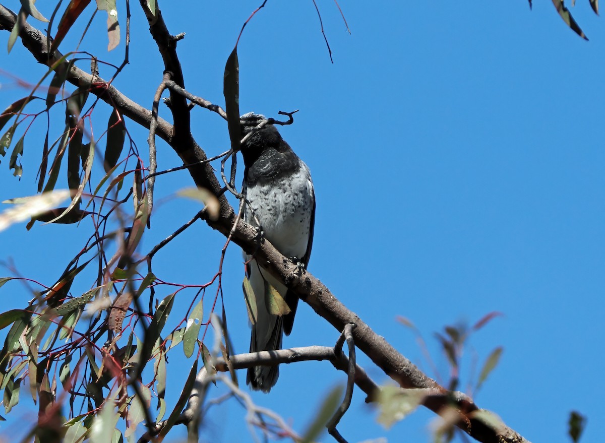 White-bellied Cuckooshrike - ML643167057