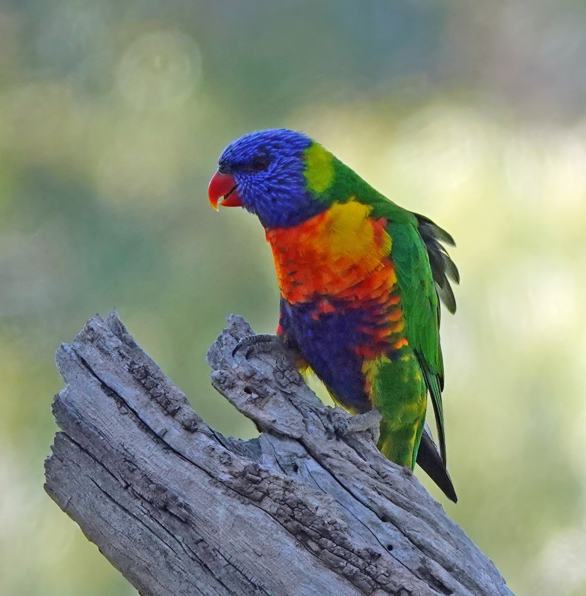 Rainbow Lorikeet - ML643167061