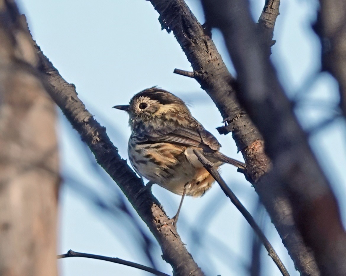 Speckled Warbler - ML643167075