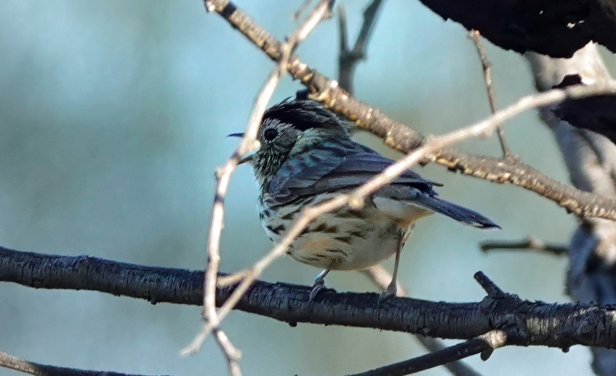 Speckled Warbler - ML643167076