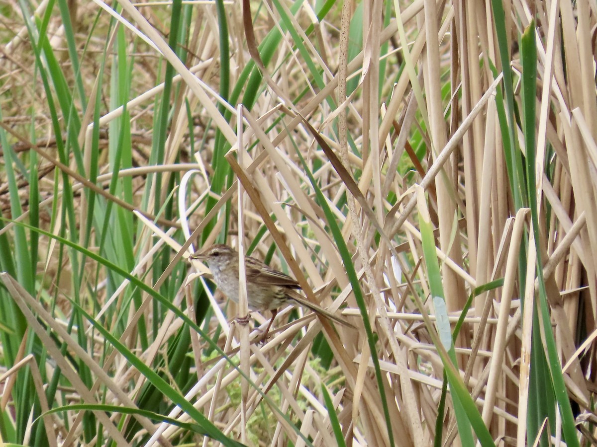 Little Grassbird - ML643167083