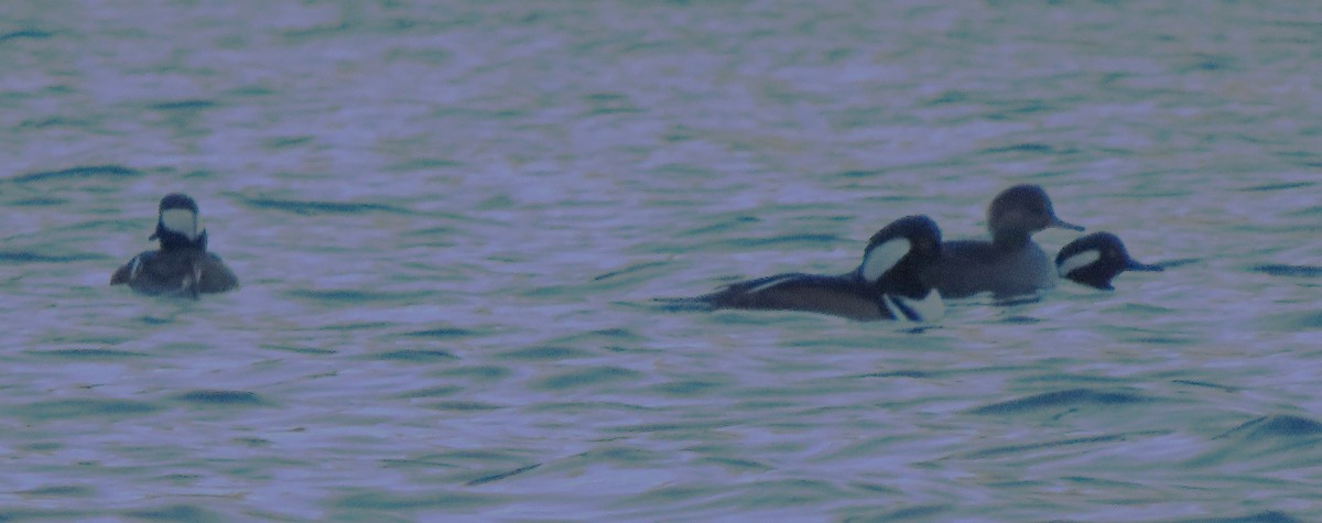 Hooded Merganser - ML643167094