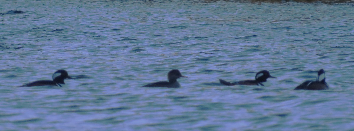 Hooded Merganser - ML643167096