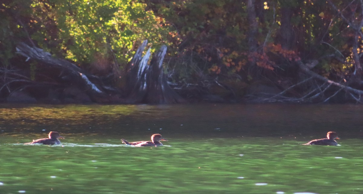 Hooded Merganser - ML643167097