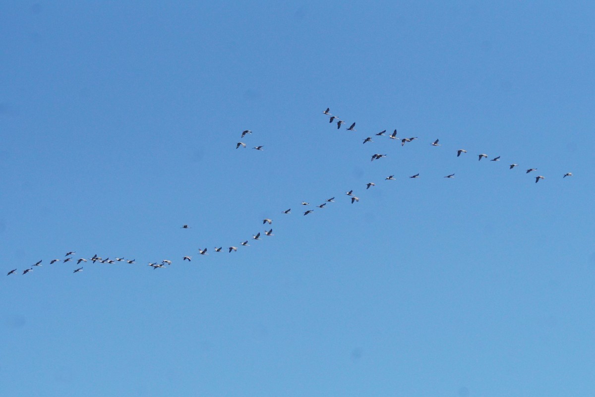 Sandhill Crane - ML643167099