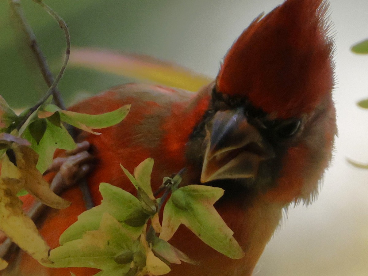 Northern Cardinal - ML643167114