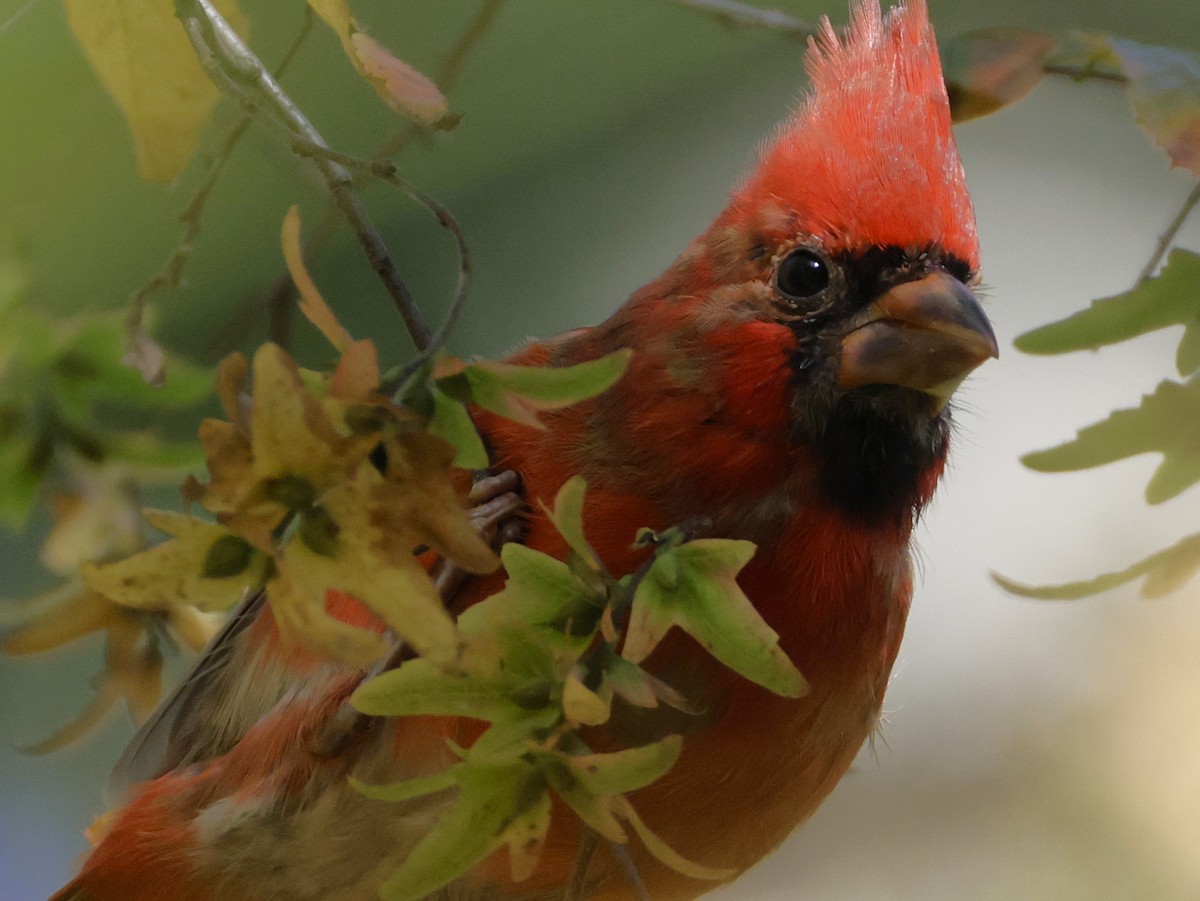 Northern Cardinal - ML643167115