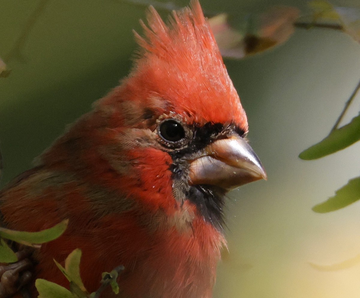 Northern Cardinal - ML643167116