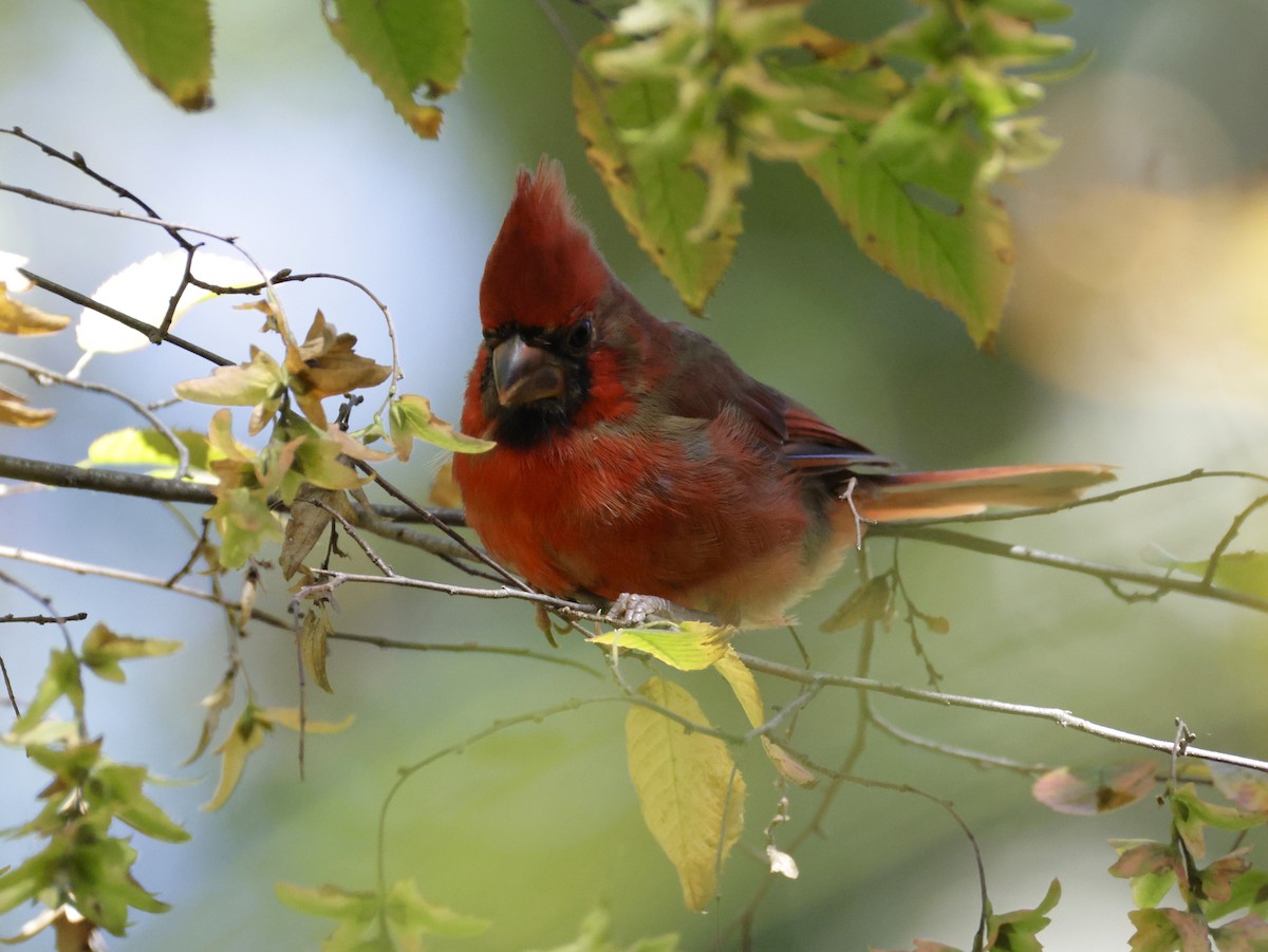 Northern Cardinal - ML643167117