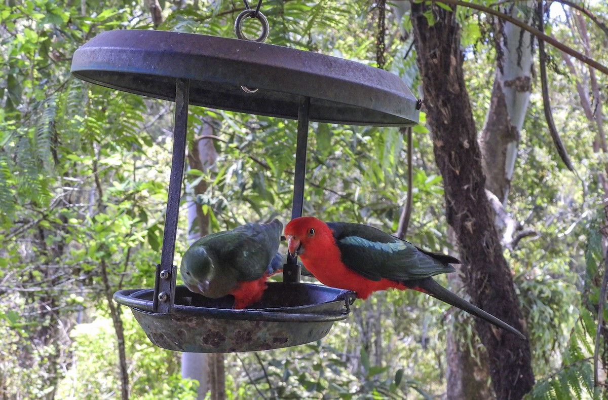 キンショウジョウインコ - ML643167127