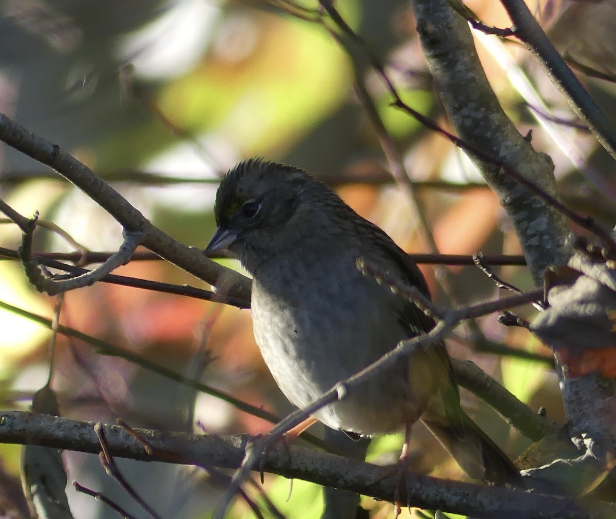 Golden-crowned Sparrow - ML643167135