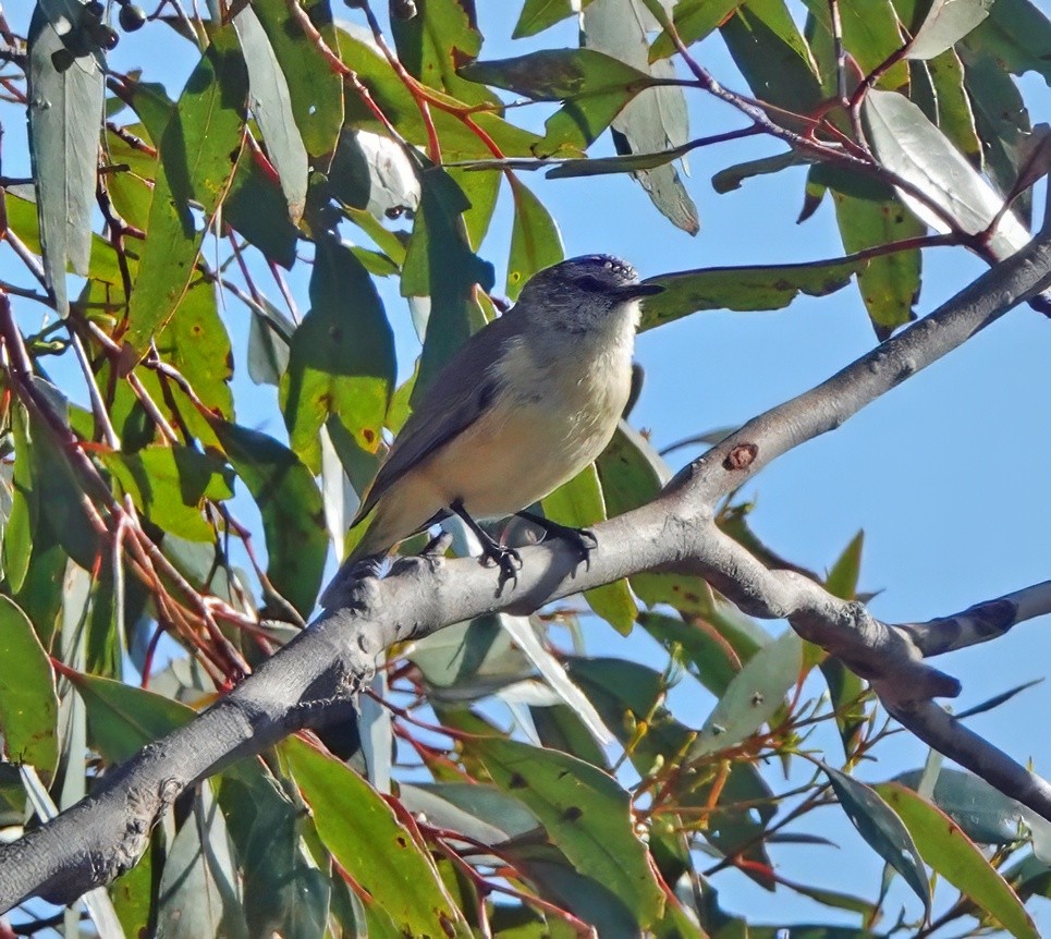 Yellow-rumped Thornbill - ML643167155