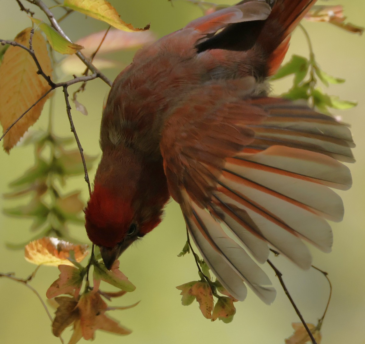 Northern Cardinal - ML643167156