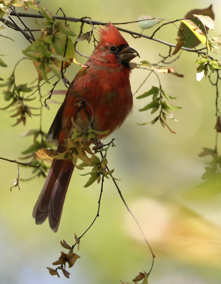 Northern Cardinal - ML643167157