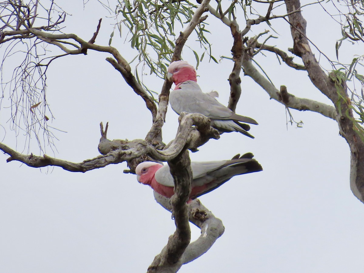 Galah - ML643167158