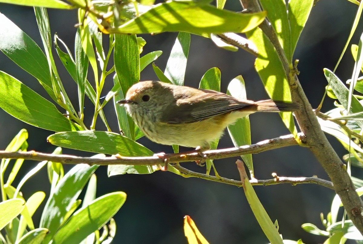 Brown Thornbill - ML643167159