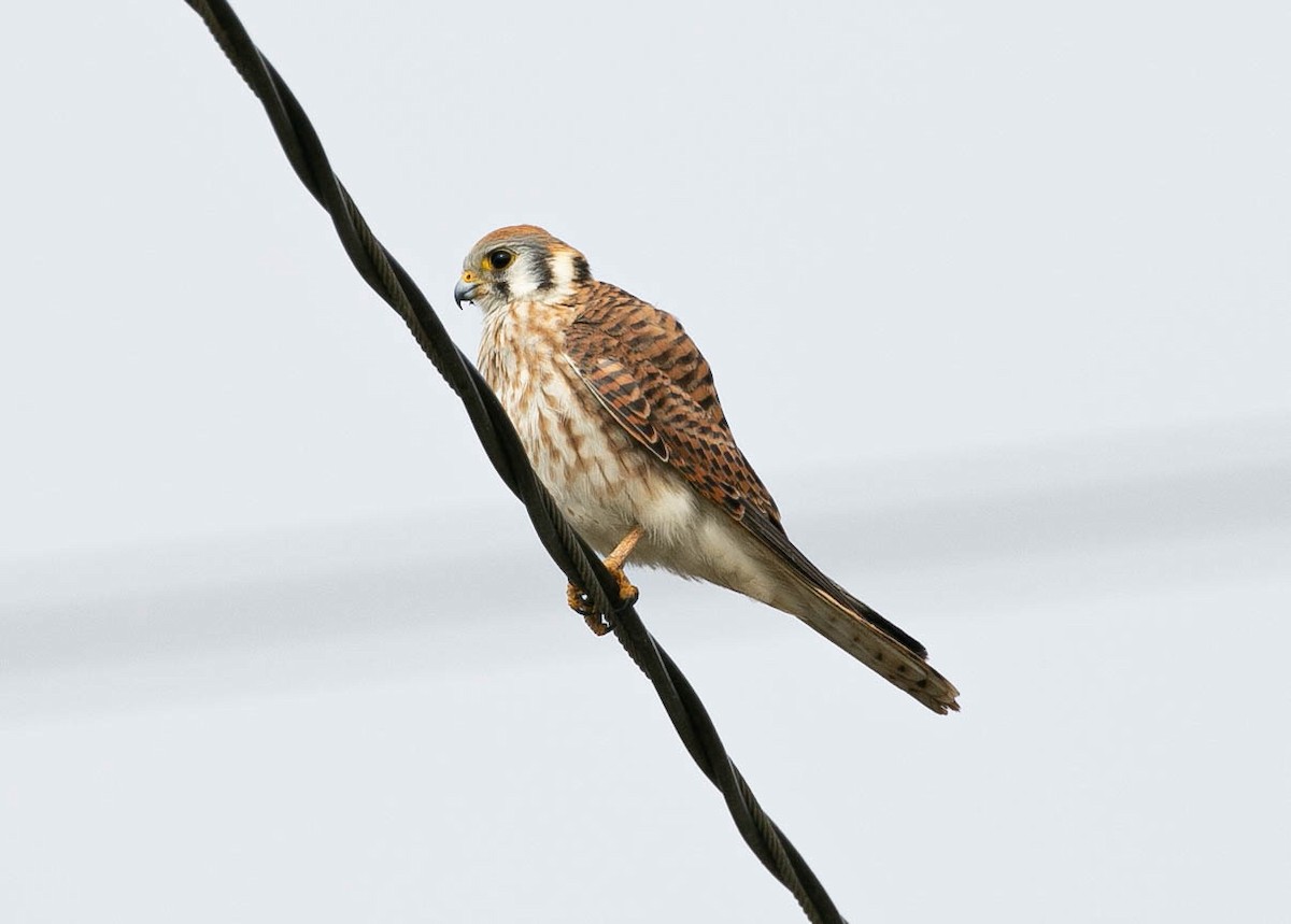 アメリカチョウゲンボウ - ML643167181