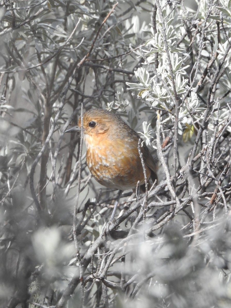 Boyaca Antpitta - ML643167186