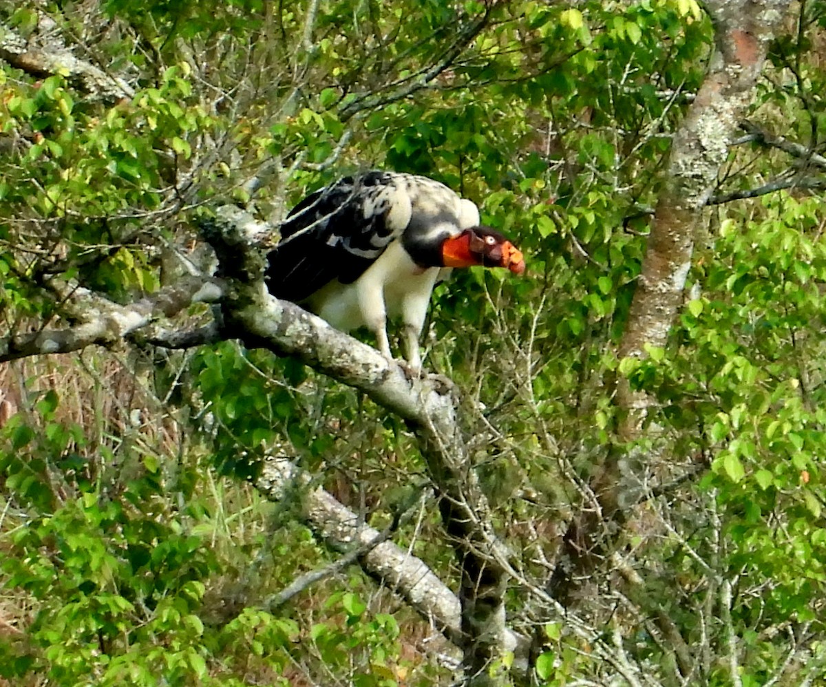 King Vulture - ML643167192