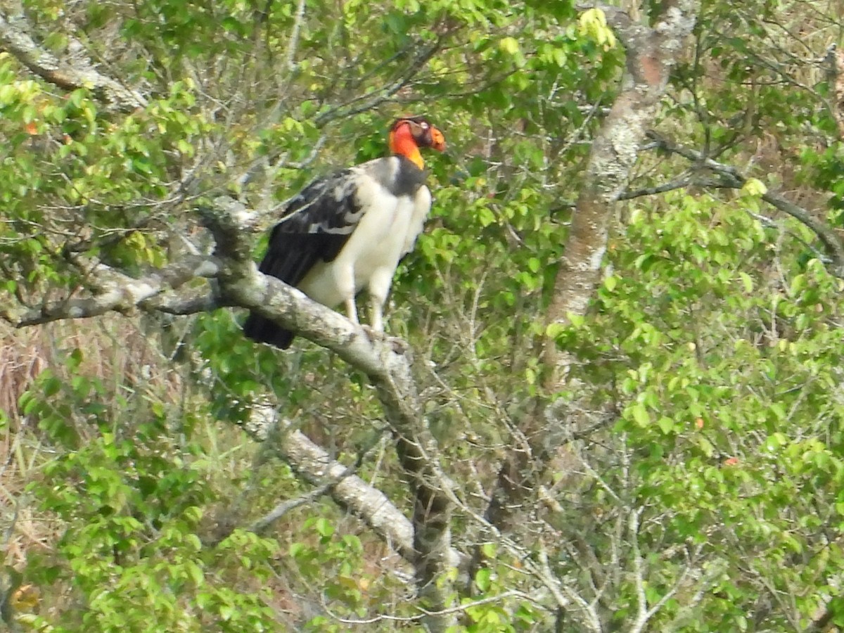 King Vulture - ML643167193