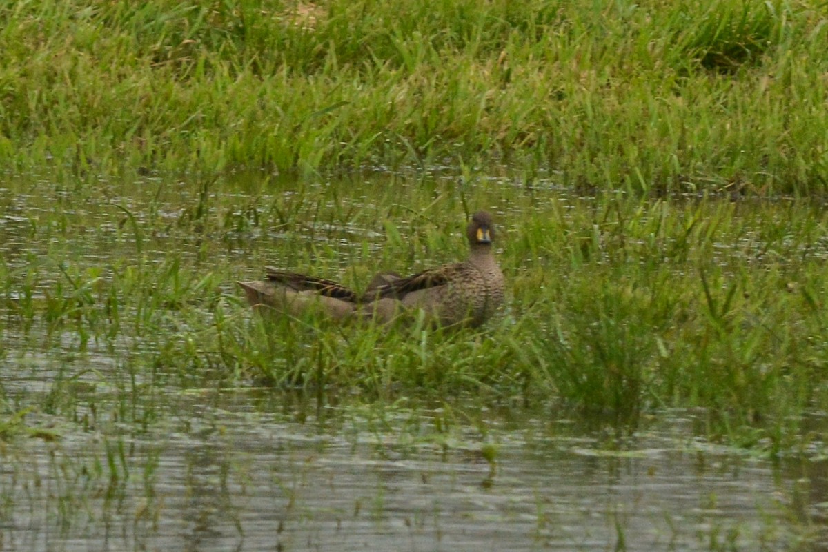 Alzavola marezzata - ML643167208