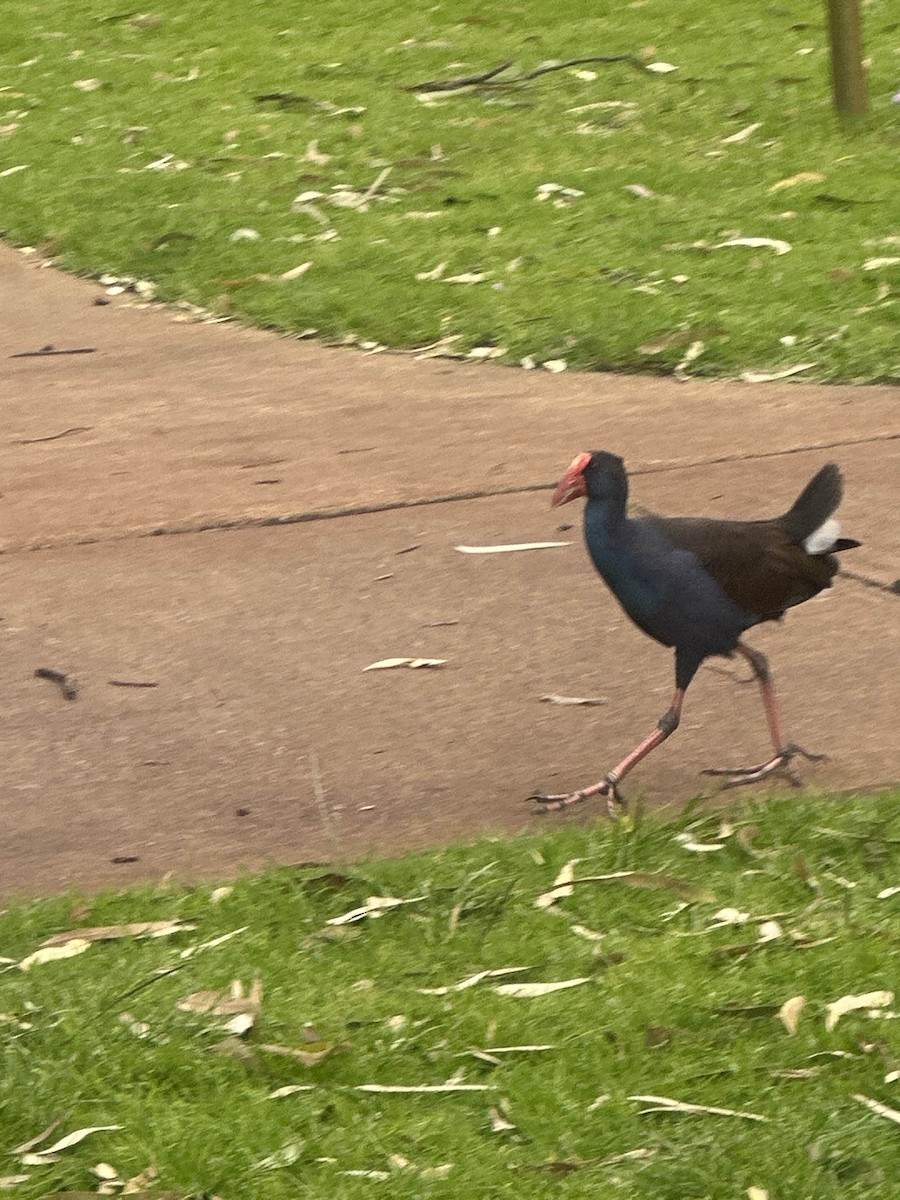 Australasian Swamphen - ML643167213