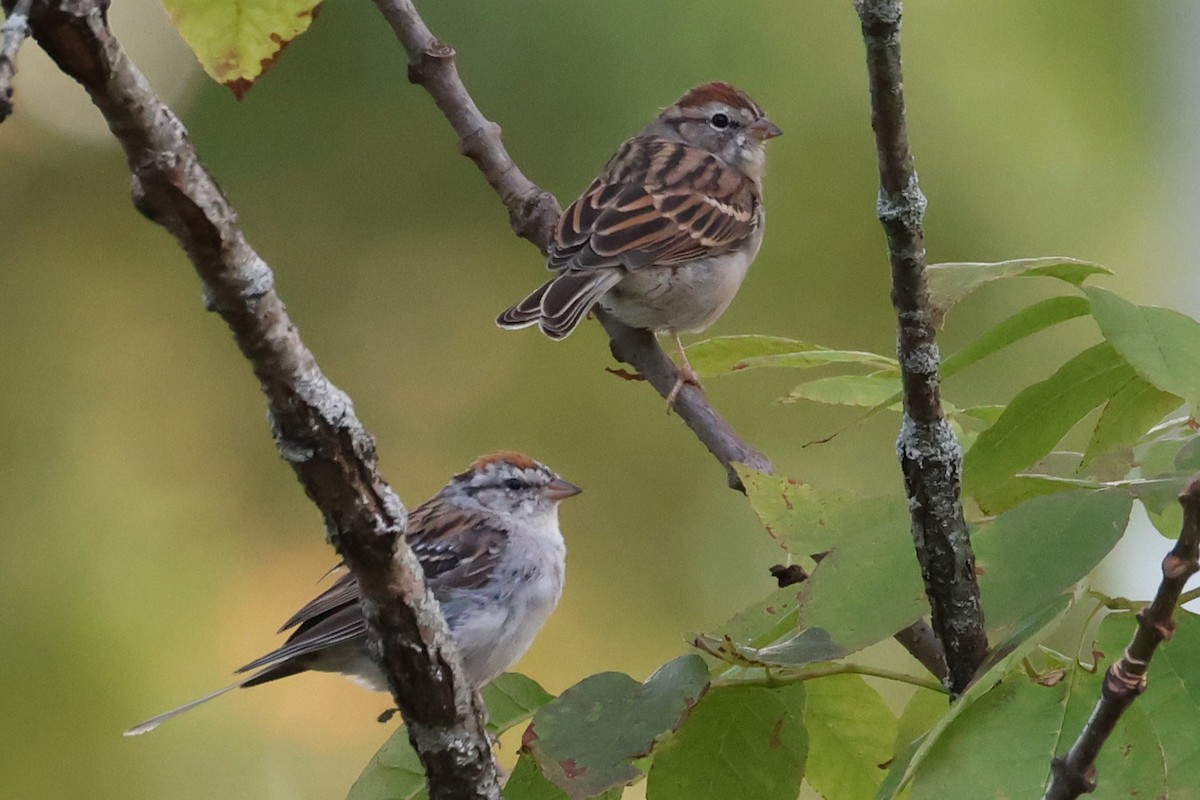 Chipping Sparrow - ML643167215