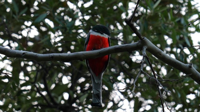 Elegant Trogon - ML643167216