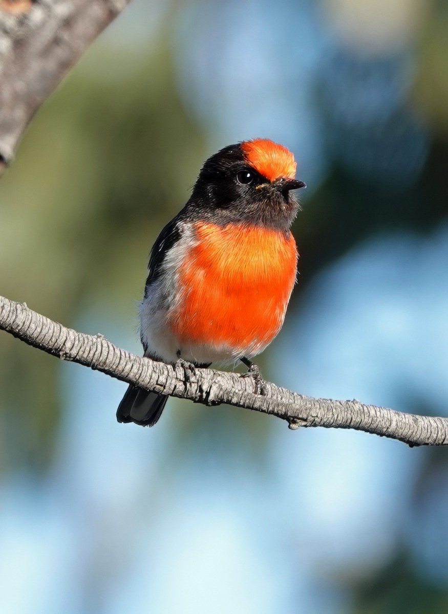 Red-capped Robin - ML643167221