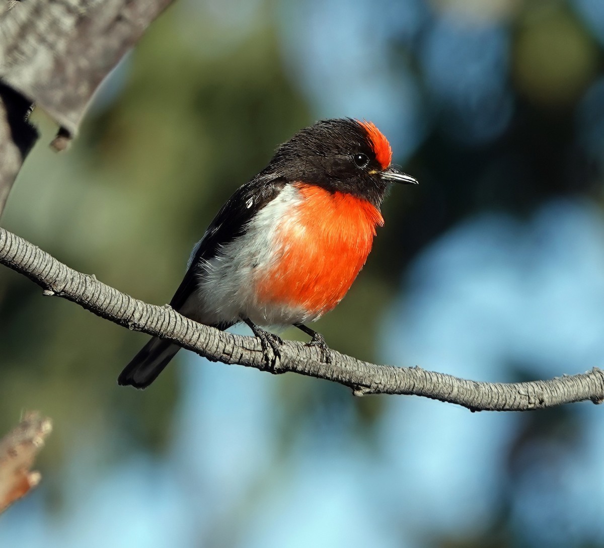Red-capped Robin - ML643167222