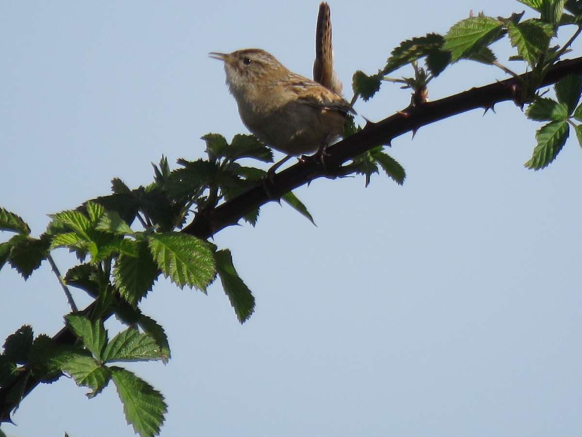 Grass Wren - ML643167226