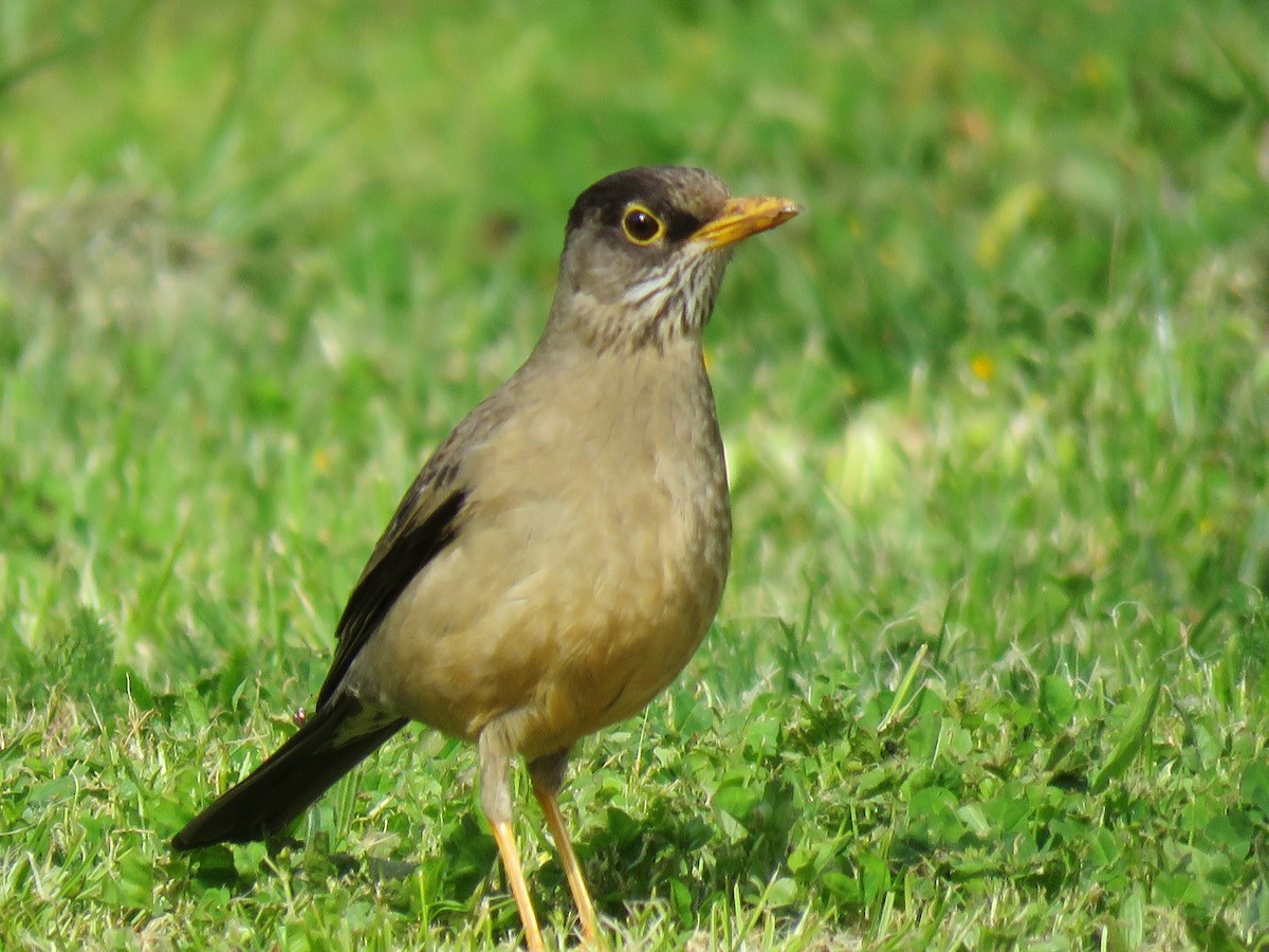 Austral Thrush - ML643167229