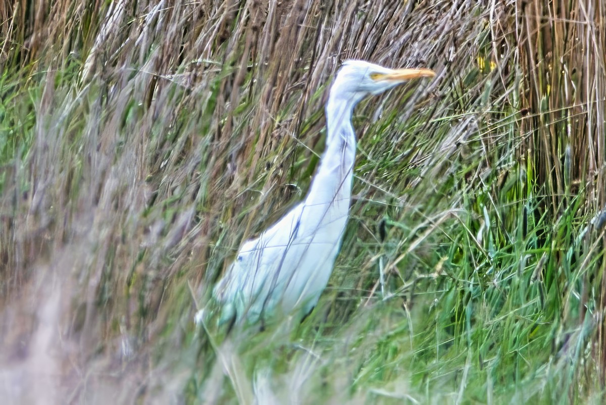 Eastern Cattle-Egret - ML643167230