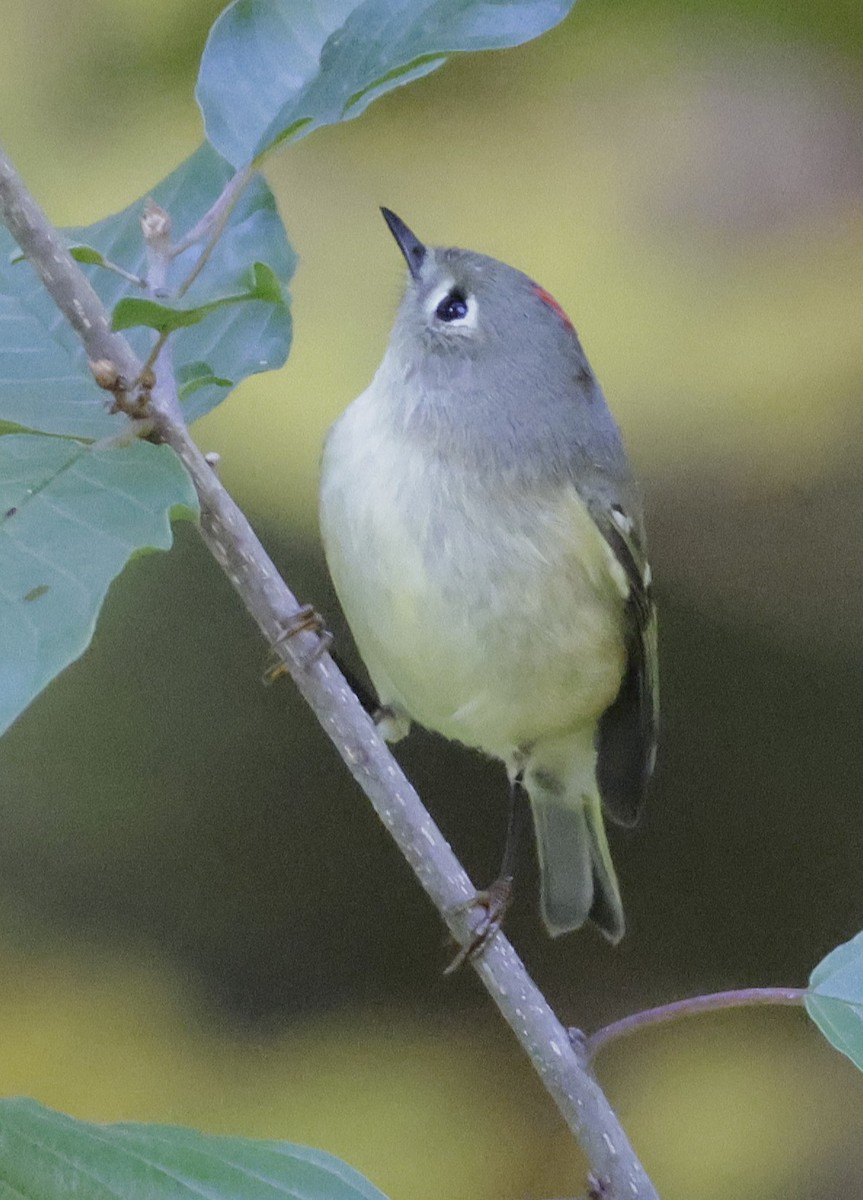 Ruby-crowned Kinglet - ML643167232