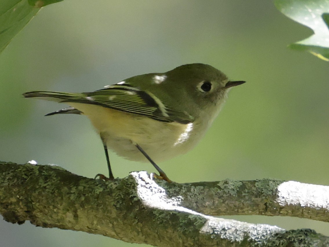 Ruby-crowned Kinglet - ML643167233