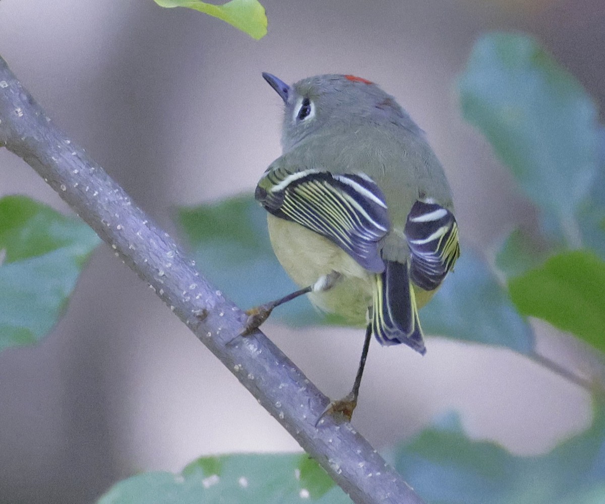 Ruby-crowned Kinglet - ML643167234