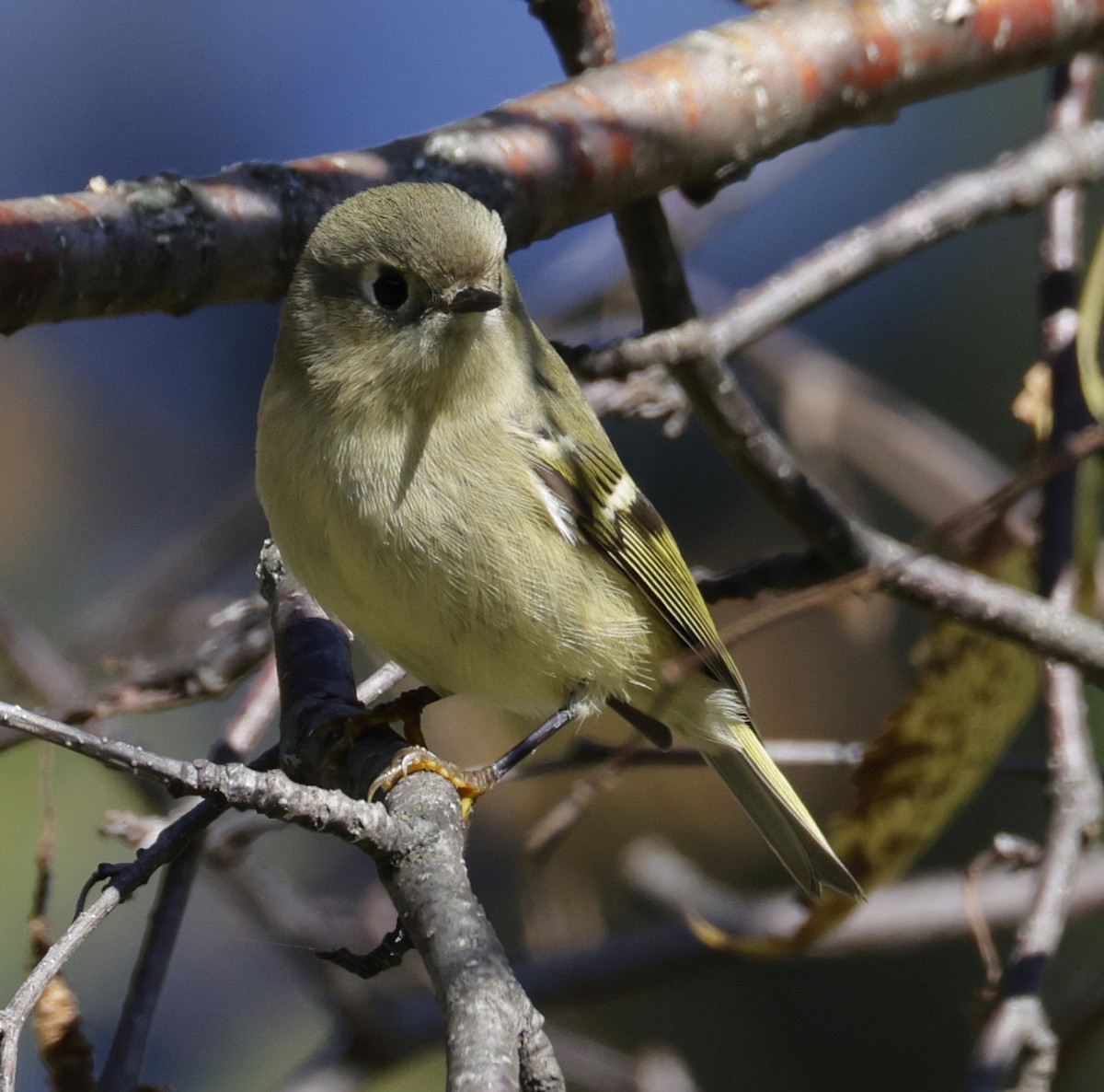 Ruby-crowned Kinglet - ML643167235