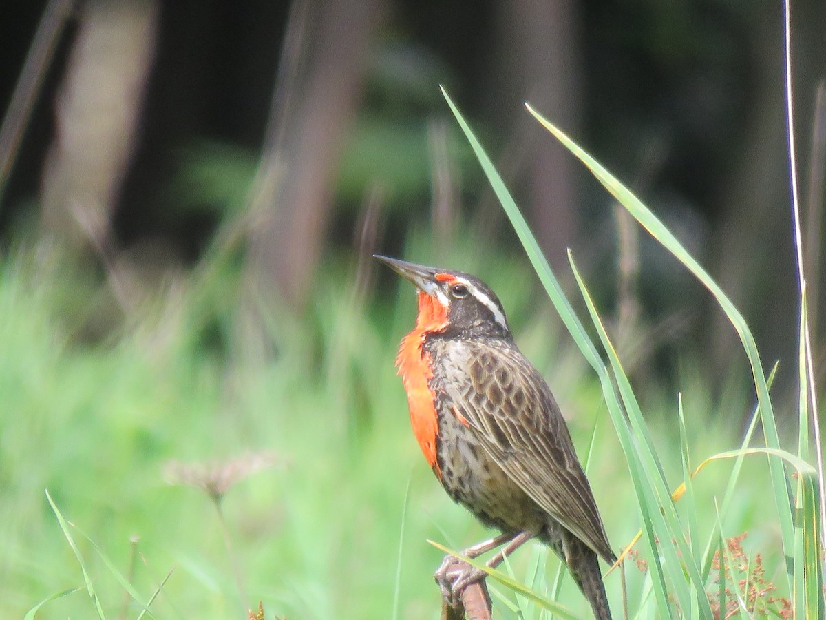 Long-tailed Meadowlark - ML643167237