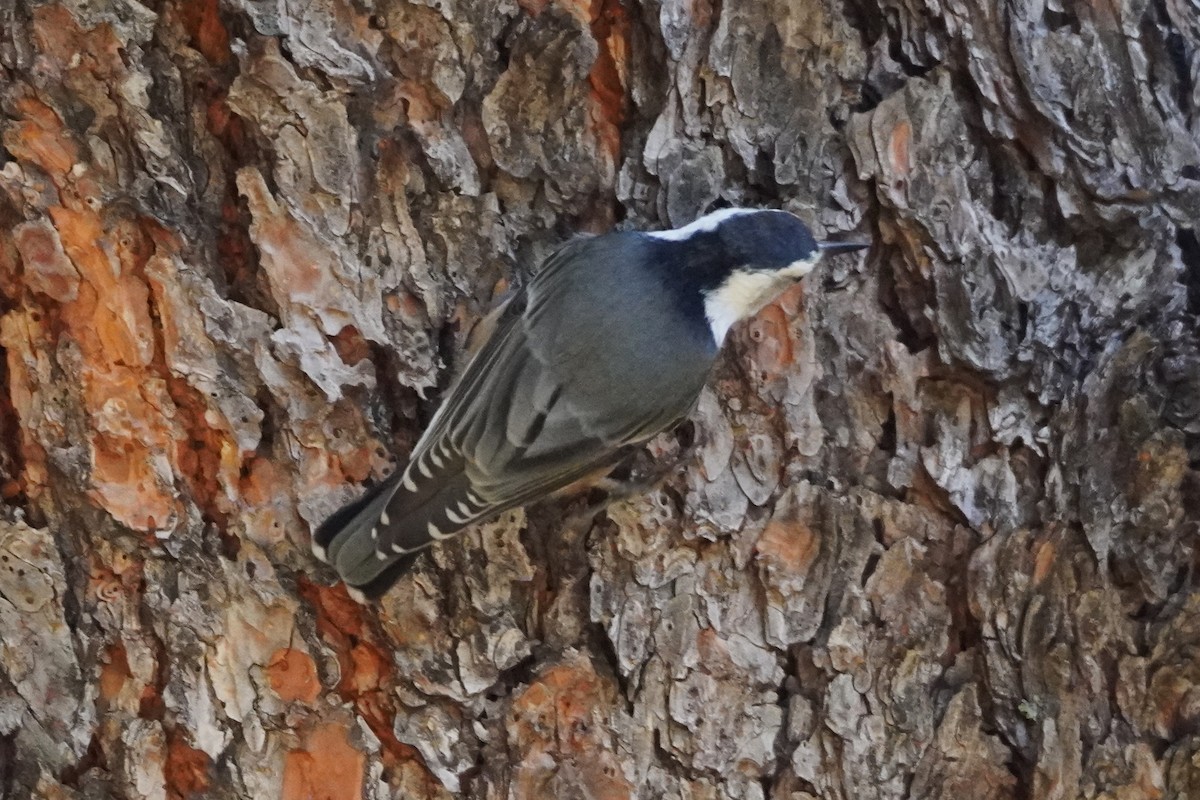 White-breasted Nuthatch - ML643167240