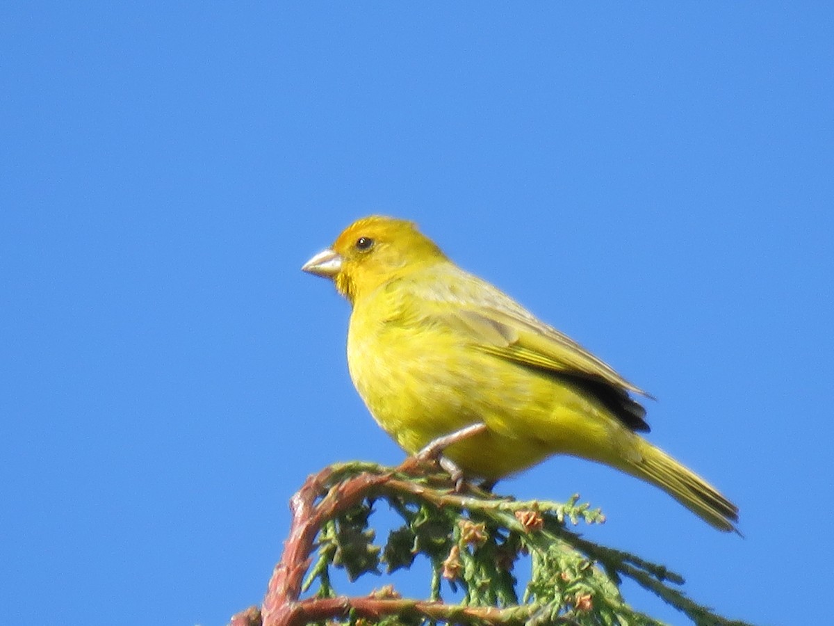 Saffron Finch - ML643167243