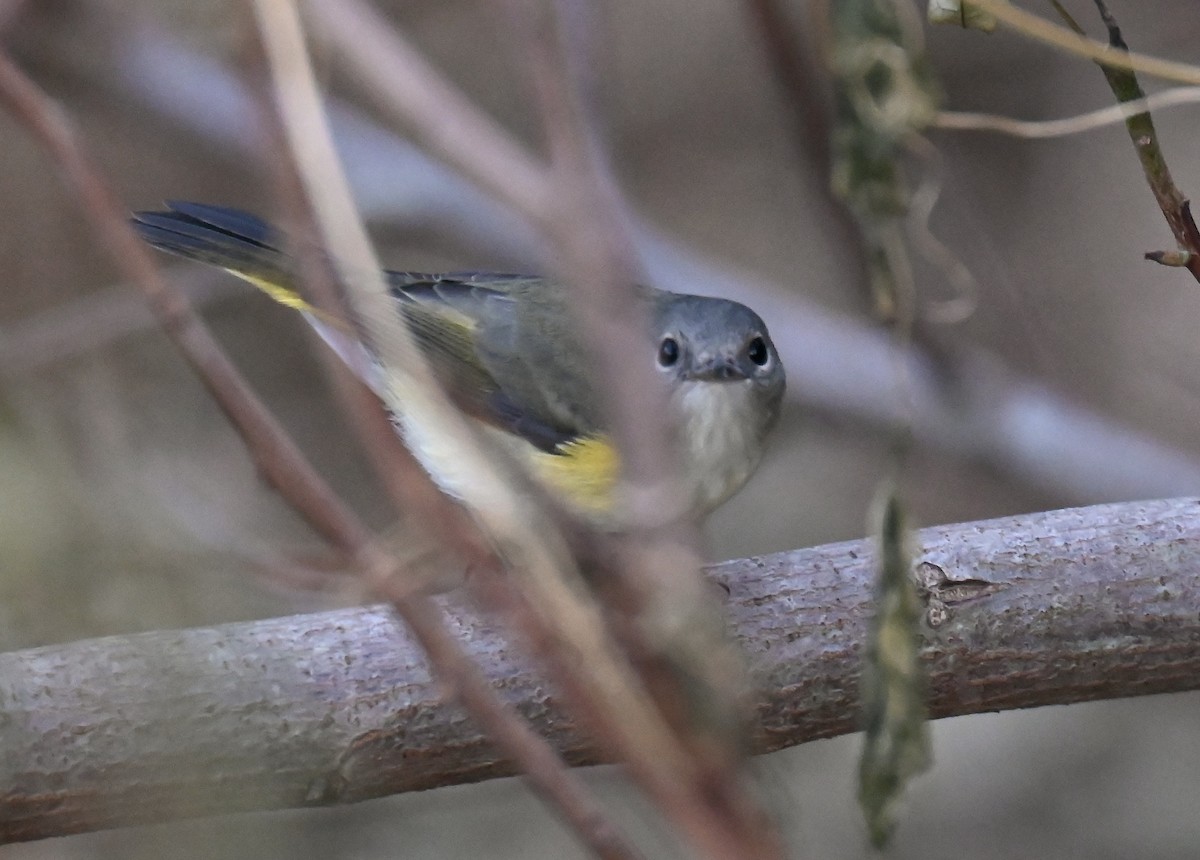 American Redstart - ML643167248