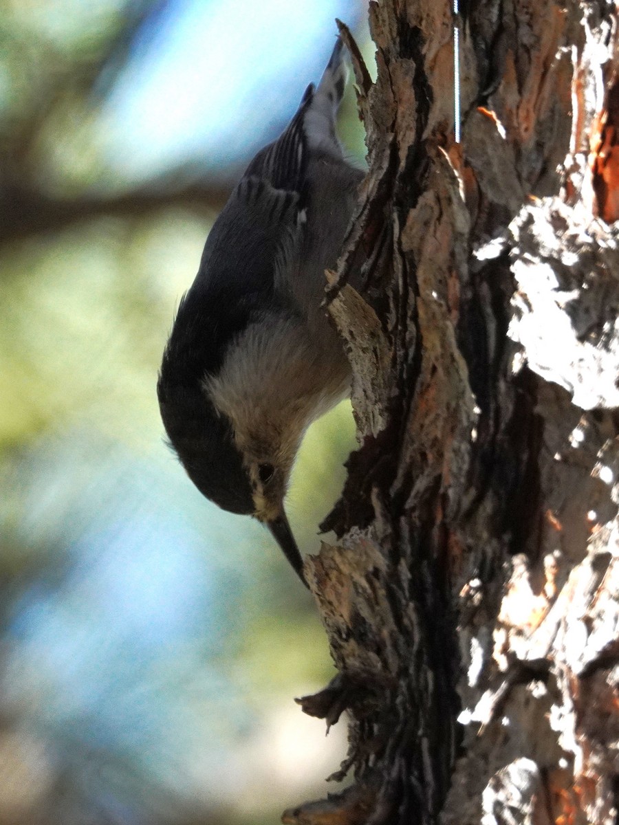 White-breasted Nuthatch - ML643167255