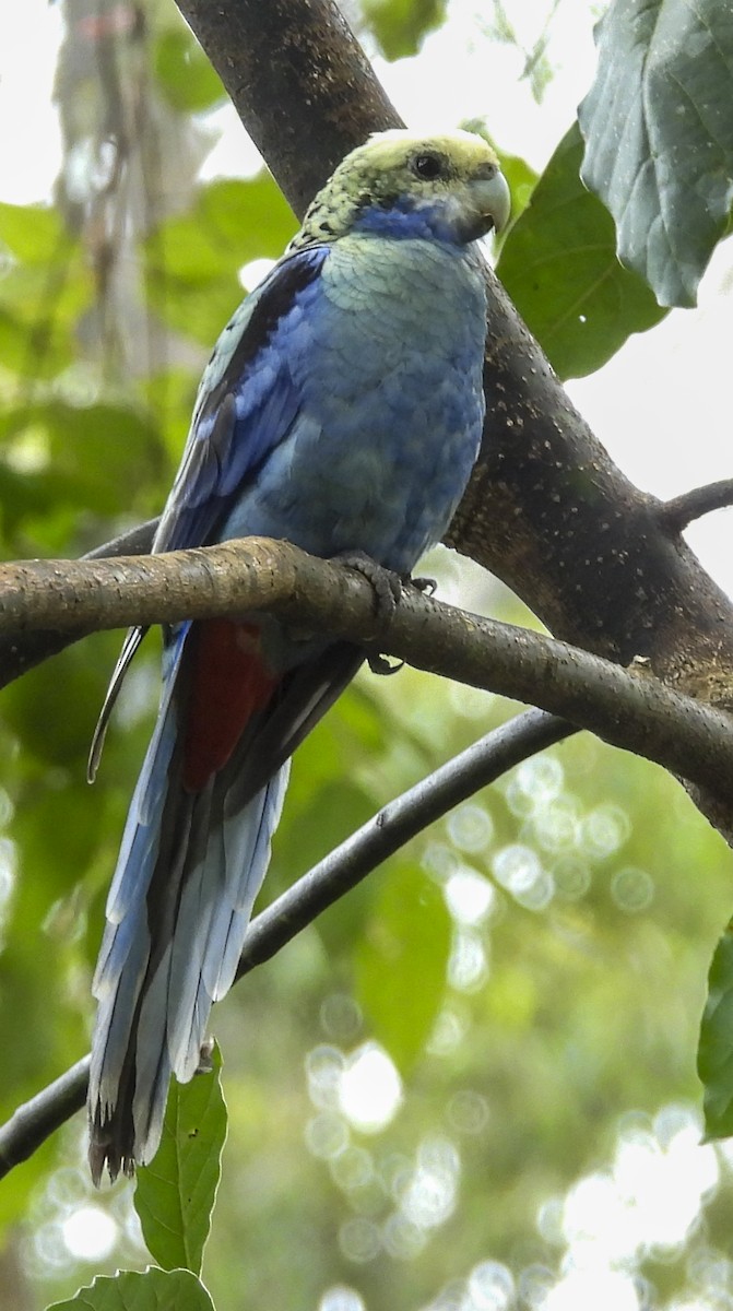 Pale-headed Rosella - ML643167259